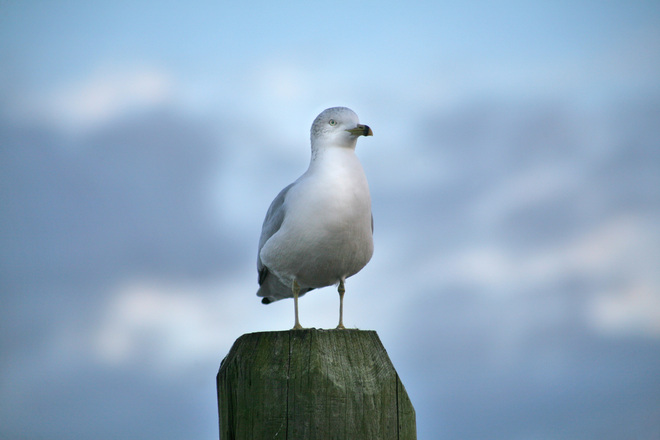 oregon-coast-seagull-tamara-lachelle-williams