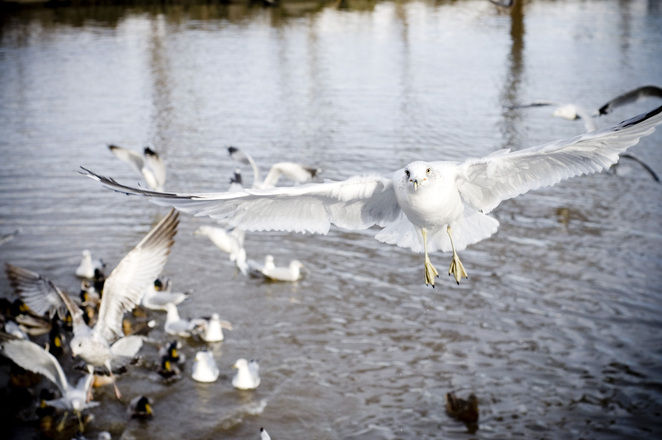 tamara-williams-seagulls